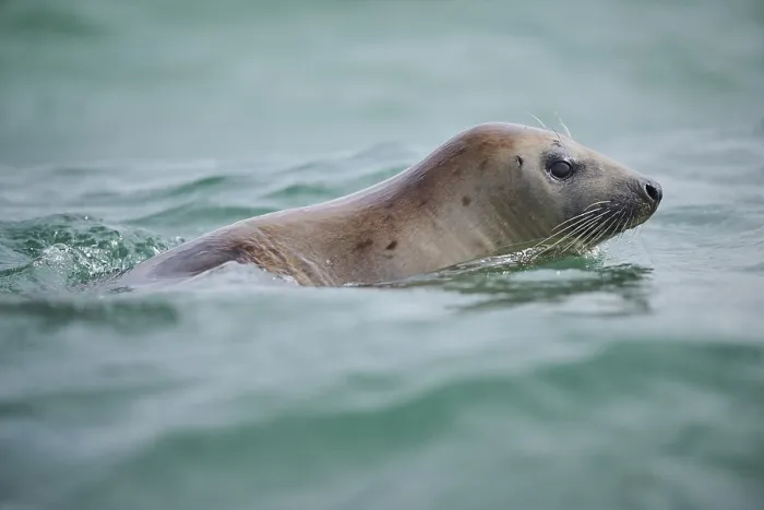 Framed Print : Grey seal (Halichoerus grypus) looking out of the water while swimming in the sea