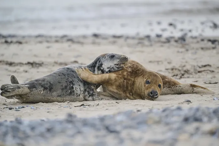 Framed Print : Grey seal (Halichoerus grypus) playing with each other on the beach