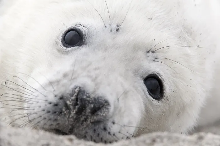 Framed Print : Grey seal (Halichoerus grypus) pup