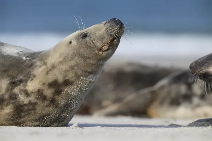 Framed Print : A grey seal (Halichoerus grypus) raises its head relaxed on the beach