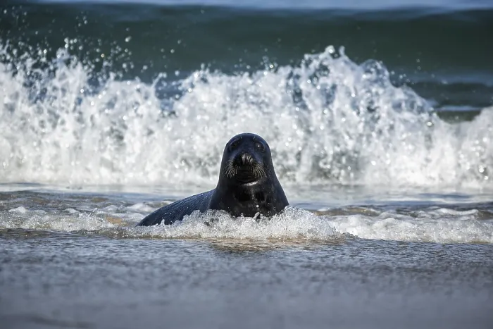 Framed Print : Grey seal (Halichoerus grypus) in surf Framed Print : Grey seal (Halichoerus grypus) in surf