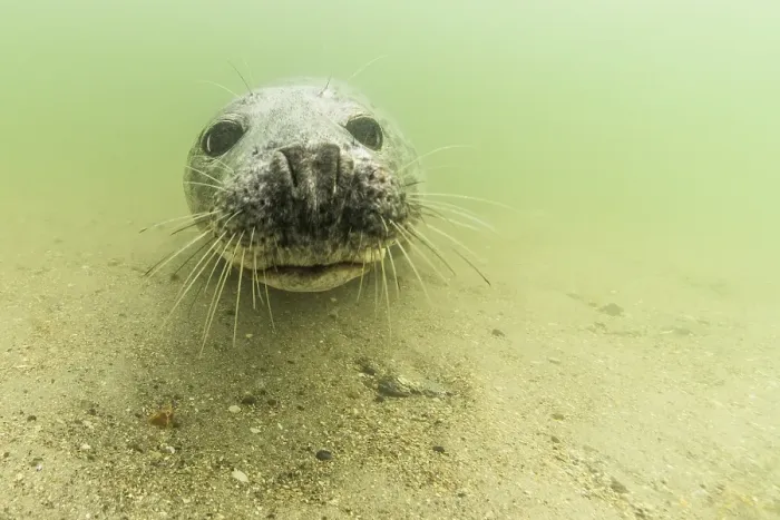 Framed Print : Grey seal (Halichoerus grypus) underwater, animal portrait, female, North Sea, Duene, Heligoland, Germany, Europe