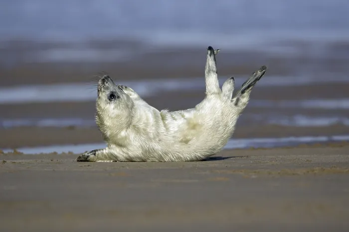Framed Print : Grey Seal (Halichoerus grypus), young, England