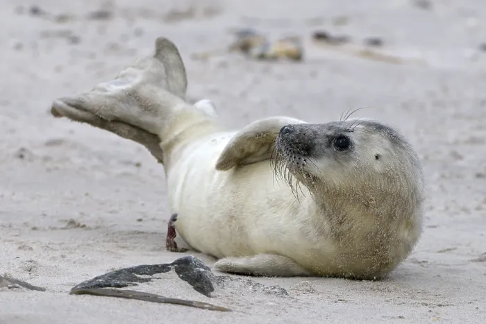 Framed Print : Grey Seal (Halichoerus grypus), young playing Framed Print : Grey Seal (Halichoerus grypus), young playing