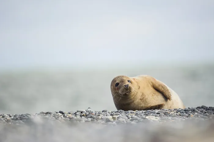 Framed Print : A grey seal lies on a pebbly beach of the Helgoland dune