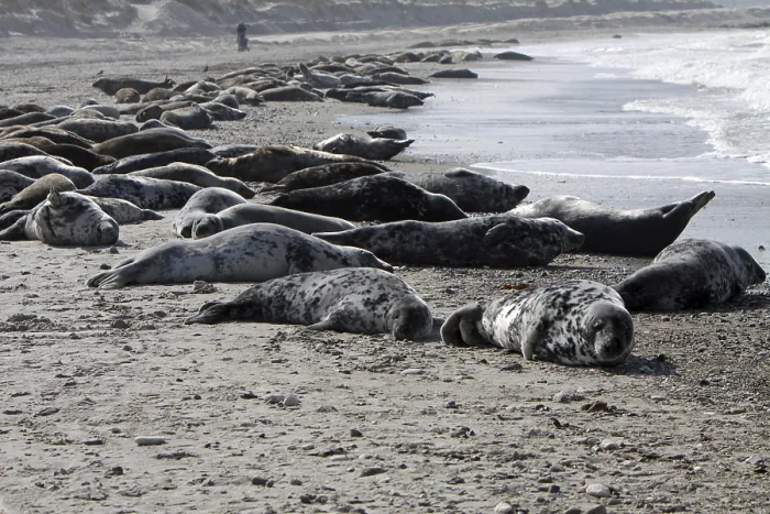 Framed Print : Grey seals