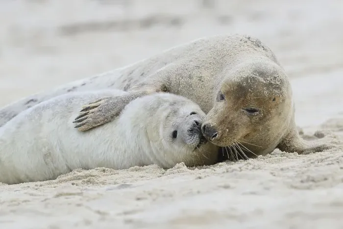 Framed Print : Grey Seals (Halichoerus grypus) Framed Print : Grey Seals (Halichoerus grypus)