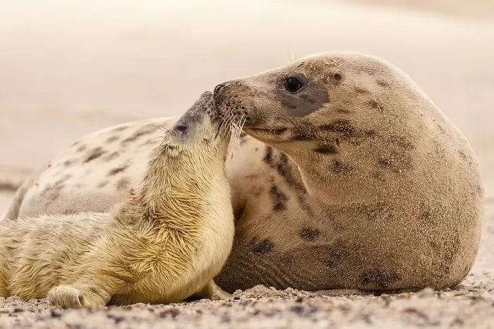 Framed Print : Grey seals (Halichoerus grypus) Framed Print : Grey seals (Halichoerus grypus)