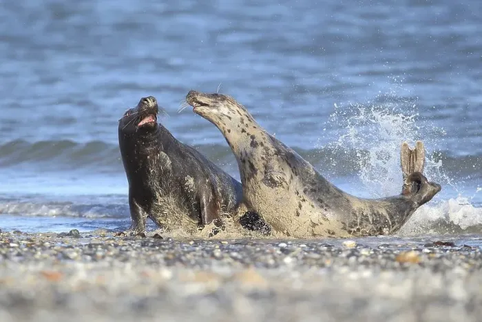 Framed Print : Grey Seals (Halichoerus grypus)