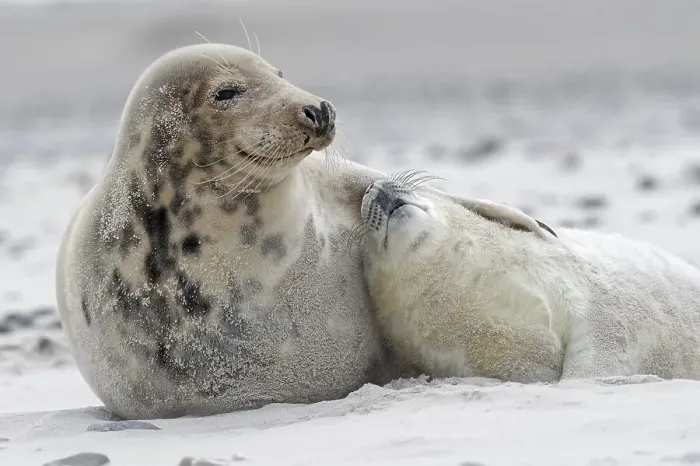 Framed Print : Grey seals (Halichoerus grypus)