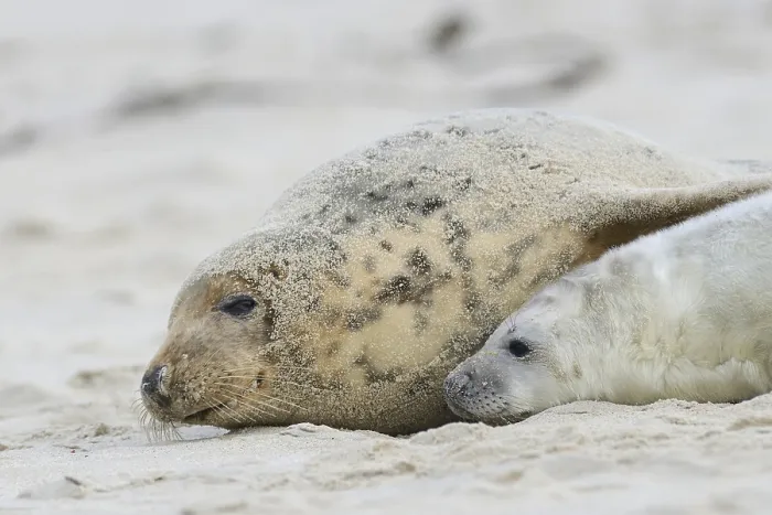 Framed Print : Grey Seals (Halichoerus grypus) Framed Print : Grey Seals (Halichoerus grypus)