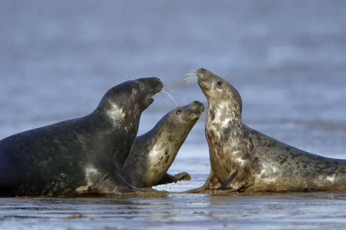 Framed Print : Grey Seals (Halichoerus grypus), England Framed Print : Grey Seals (Halichoerus grypus), England