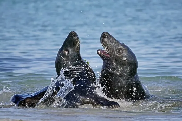 Framed Print : Two Grey seals (Halichoerus grypus) fighting in shallow water