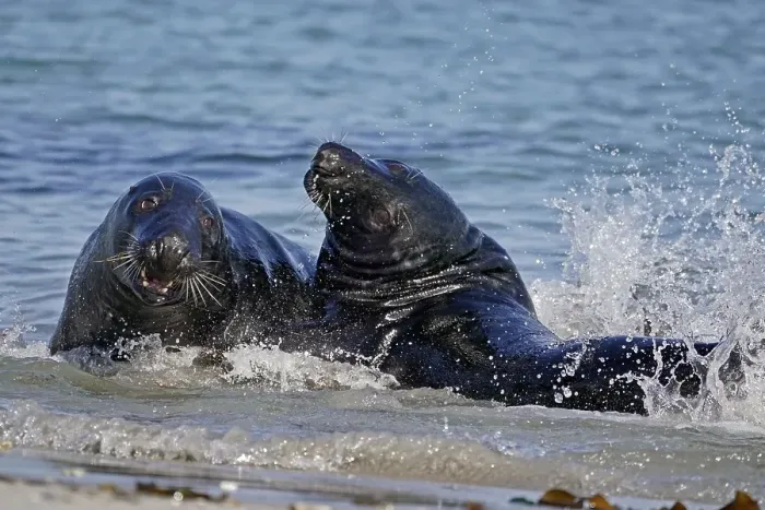 Framed Print : Two Grey seals (Halichoerus grypus) fighting in shallow water