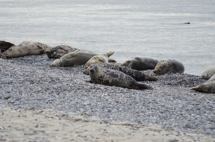 Framed Print : Grey seals (Halichoerus grypus), Heligoland