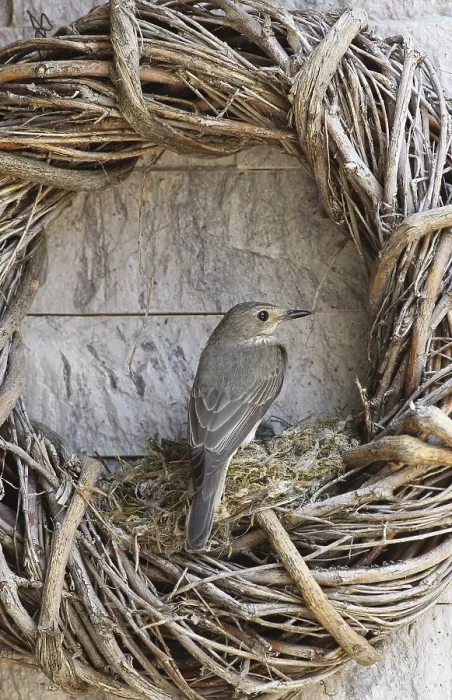 Framed Print : Grey spotted flycatcher (Muscicapa striata) at the nest