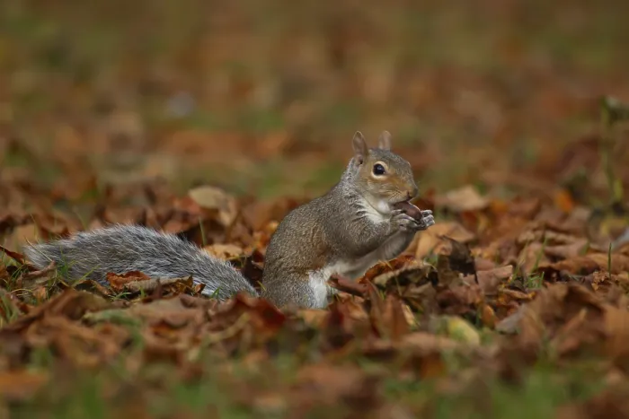 Framed Print : Grey squirrel (Sciurus carolinensis) adult animal eating an acorn nut amongst fallen autumn tree leaves