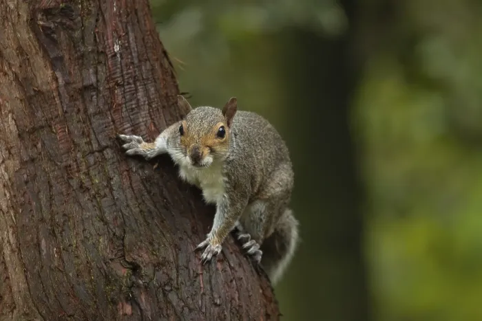 Framed Print : Grey squirrel (Sciurus carolinensis) adult animal on a tree trunk