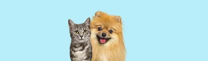 Framed Print : Grey striped tabby cat and Red Pomeranian dog panting with happy expression together on blue background Framed Print : Grey striped tabby cat and Red Pomeranian dog panting with happy expression together on blue background