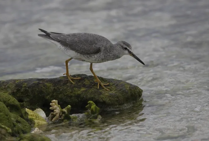 Framed Print : Grey-tailed Tattler (Heteroscelus brevipes)