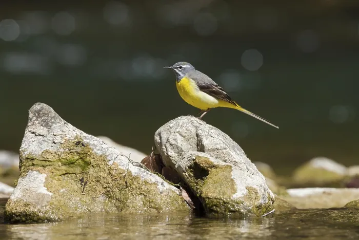Framed Print : Grey wagtail (Motacilla cinerea) Framed Print : Grey wagtail (Motacilla cinerea)