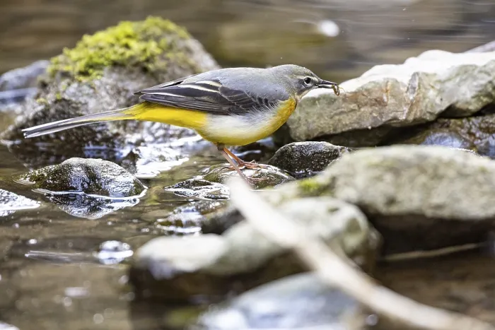 Framed Print : Grey wagtail (Motacilla cinerea) Germany Framed Print : Grey wagtail (Motacilla cinerea) Germany