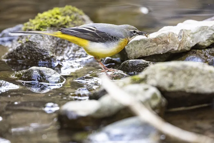 Framed Print : Grey wagtail (Motacilla cinerea) Germany Framed Print : Grey wagtail (Motacilla cinerea) Germany