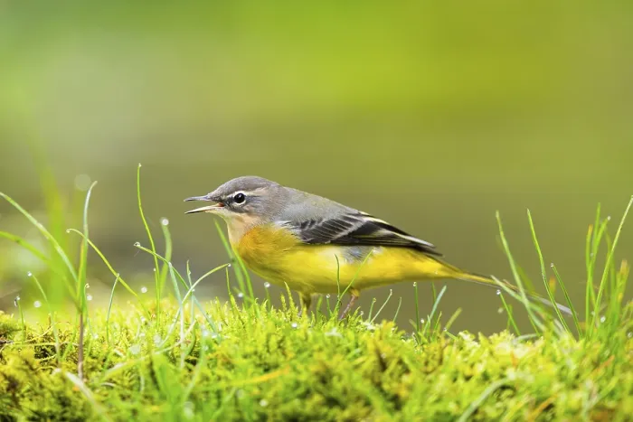 Framed Print : Grey Wagtail (Motacilla cinerea) hunting at a little lake in a swamp