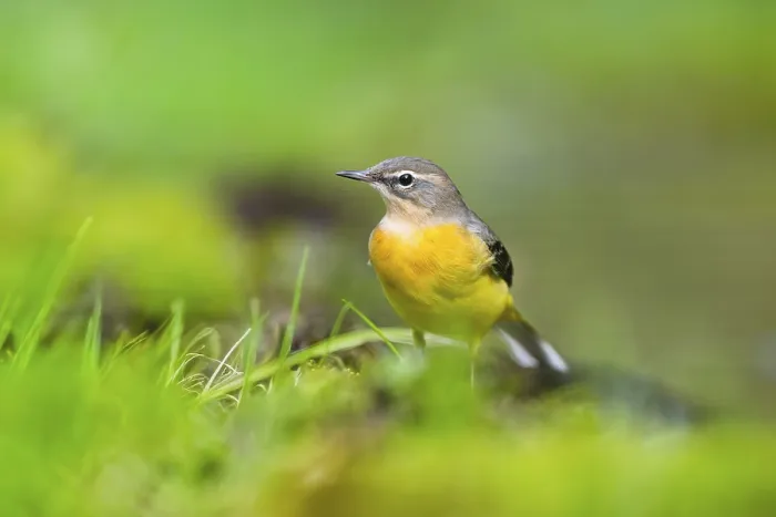 Framed Print : Grey Wagtail (Motacilla cinerea) hunting at a little lake in a swamp Framed Print : Grey Wagtail (Motacilla cinerea) hunting at a little lake in a swamp
