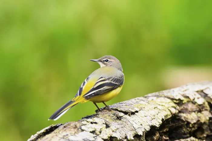 Framed Print : Grey Wagtail (Motacilla cinerea) sitting on an old wood