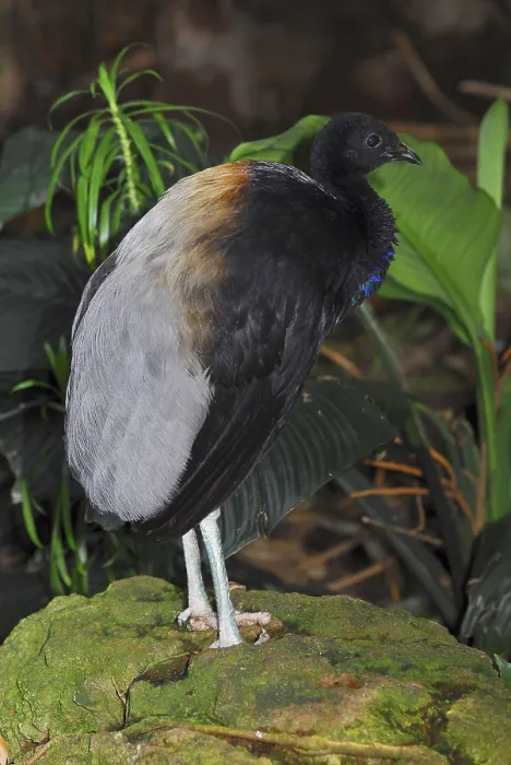 Framed Print : Grey-winged Trumpeter