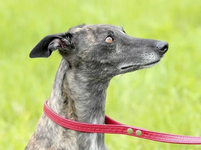 Framed Print : Detail of grey Wippet dog on a green grass lawn