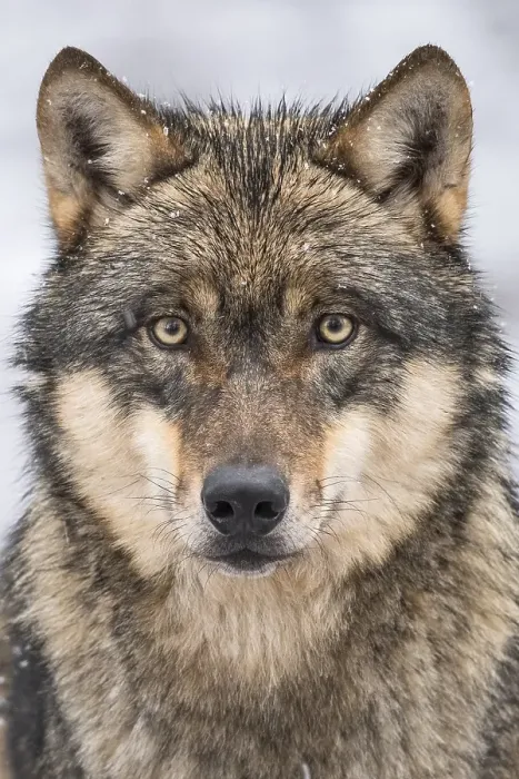 Framed Print : Grey Wolf (Canis lupus) Framed Print : Grey Wolf (Canis lupus)