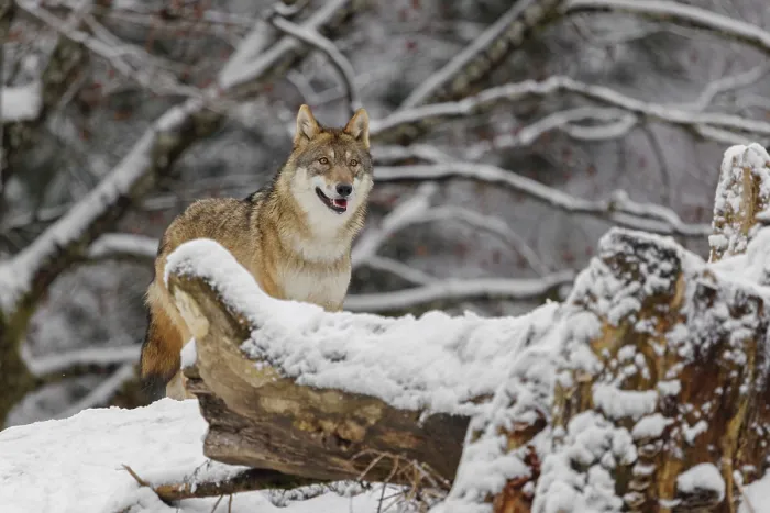 Framed Print : A grey wolf (Canis lupus lupus) stands on a snow-covered hill behind a fallen tree on a cold