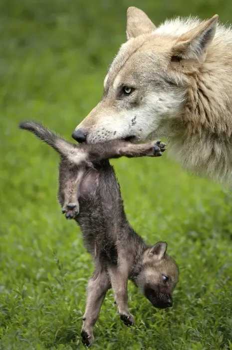 Framed Print : Grey wolf, Canis lupus, with pup