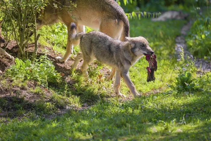Framed Print : A grey wolf pup (Canis lupus lupus) runs into the meadow with the meat it has just received from its father Framed Print : A grey wolf pup (Canis lupus lupus) runs into the meadow with the meat it has just received from its father