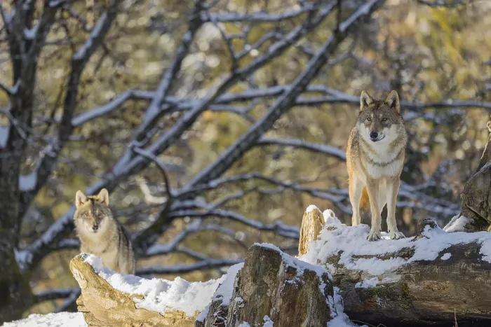 Framed Print : Two grey wolves (Canis lupus lupus) stand on the snow-covered fallen tree at the edge of a forest on a cold