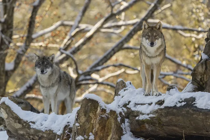 Framed Print : Two grey wolves (Canis lupus lupus) stand on a snow-covered hill behind a fallen tree on a cold
