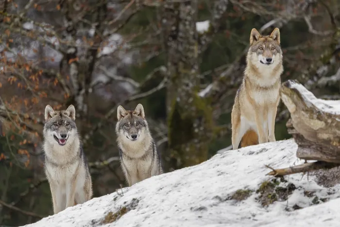 Framed Print : Three grey wolves (Canis lupus lupus) stand on a snow-covered hill behind a fallen tree on a cold Framed Print : Three grey wolves (Canis lupus lupus) stand on a snow-covered hill behind a fallen tree on a cold