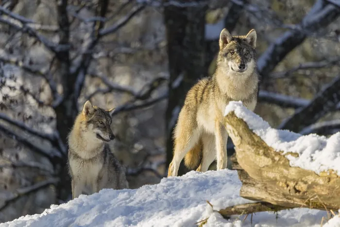 Framed Print : Two grey wolves (Canis lupus lupus) stand on a snow-covered hill behind a fallen tree on a cold