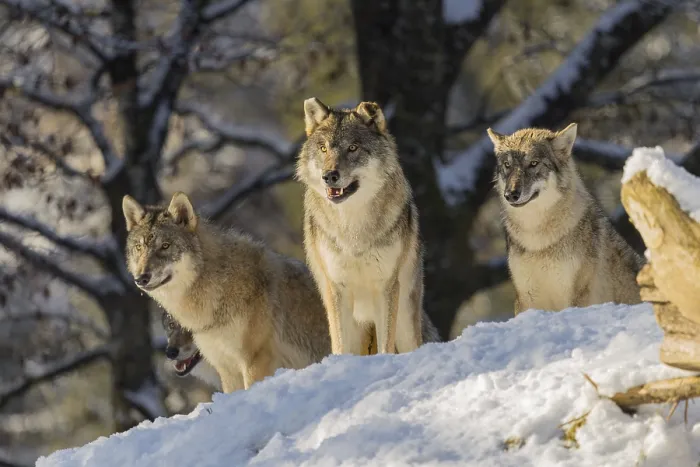 Framed Print : Three grey wolves (Canis lupus lupus) stand on a snow-covered hill behind a fallen tree on a cold
