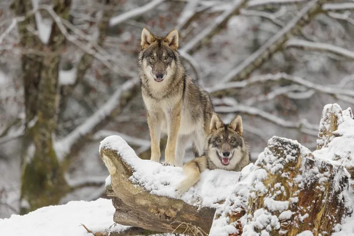 Framed Print : Two grey wolves (Canis lupus lupus) stand on a snow-covered hill behind a fallen tree on a cold Framed Print : Two grey wolves (Canis lupus lupus) stand on a snow-covered hill behind a fallen tree on a cold