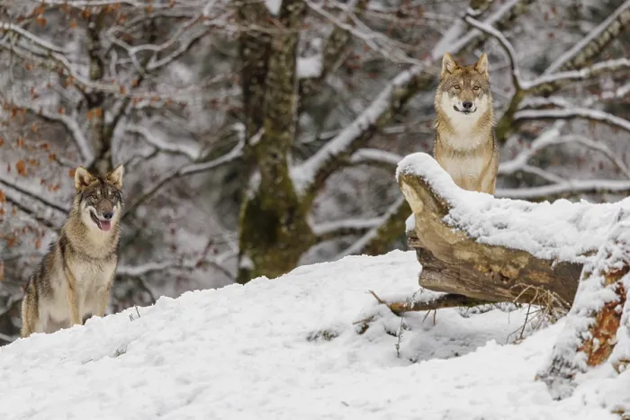 Framed Print : Two grey wolves (Canis lupus lupus) stand on a snow-covered hill behind a fallen tree on a cold Framed Print : Two grey wolves (Canis lupus lupus) stand on a snow-covered hill behind a fallen tree on a cold