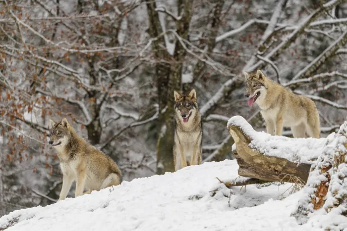 Framed Print : Three grey wolves (Canis lupus lupus) stand on a snow-covered hill behind a fallen tree on a cold