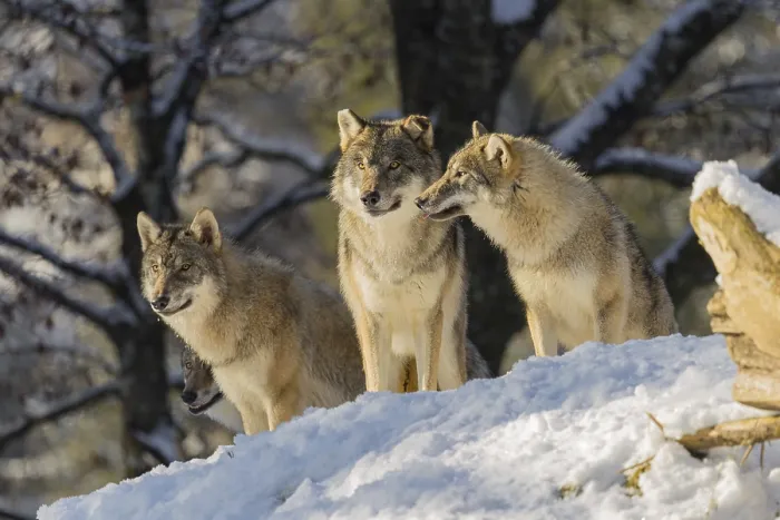 Framed Print : Three grey wolves (Canis lupus lupus) stand on a snow-covered hill behind a fallen tree on a cold Framed Print : Three grey wolves (Canis lupus lupus) stand on a snow-covered hill behind a fallen tree on a cold