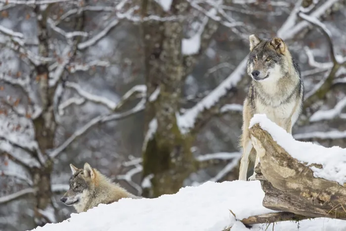 Framed Print : Two grey wolves (Canis lupus lupus) stand on a snow-covered hill behind a fallen tree on a cold Framed Print : Two grey wolves (Canis lupus lupus) stand on a snow-covered hill behind a fallen tree on a cold