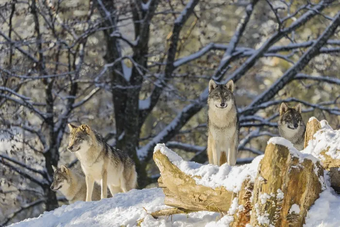 Framed Print : Four grey wolves (Canis lupus lupus) stand on a snow-covered hill behind a fallen tree on a cold