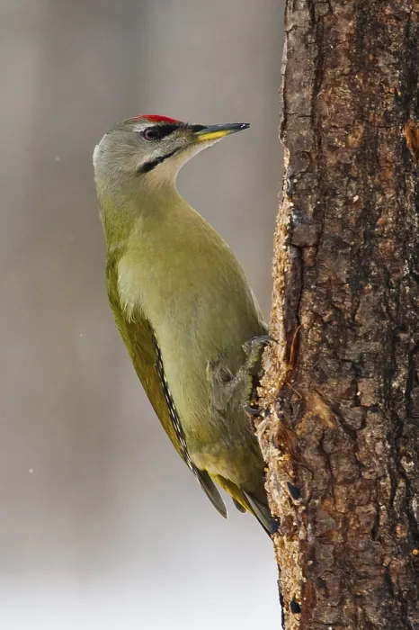 Framed Print : Grey Woodpecker Framed Print : Grey Woodpecker