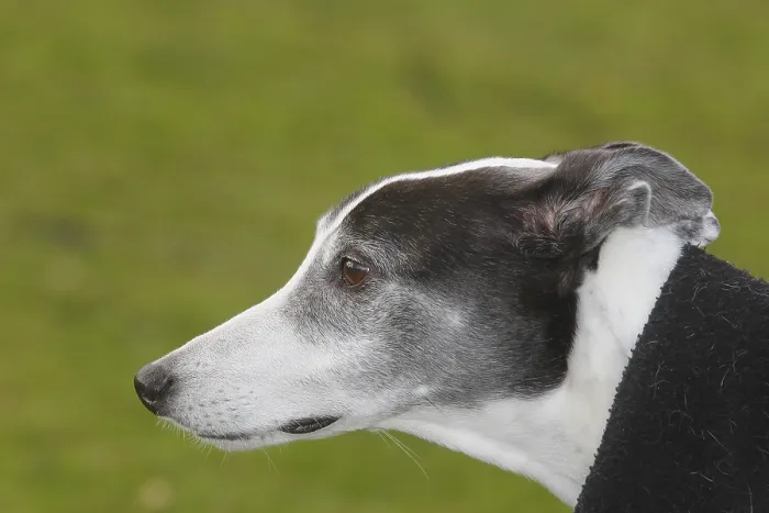Framed Print : Greyhound (Canis lupus familaris)
