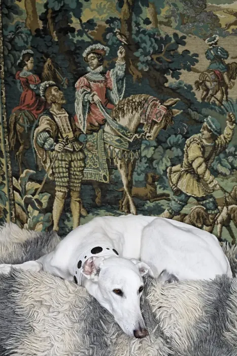 Framed Print : Greyhound lying in front of a tapestry showing a medieval hunting scene